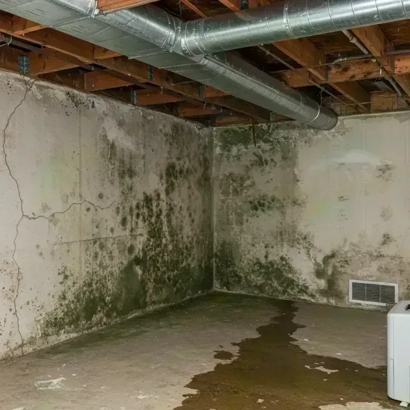 Professional Mold Removal in Irvine, KY